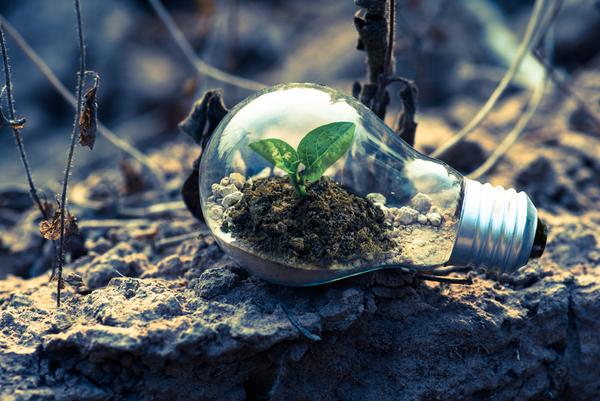 Plant growing inside a light bulb